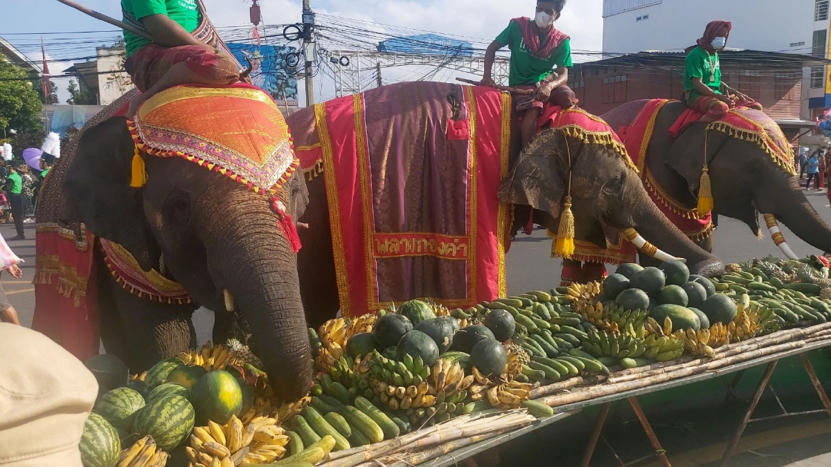 "บุฟเฟ่ต์น้องช้าง" เมืองสุรินทร์ หนูขอหม่ำก่อน ฝรั่ง-ไทย แห่เลี้ยงอาหาร