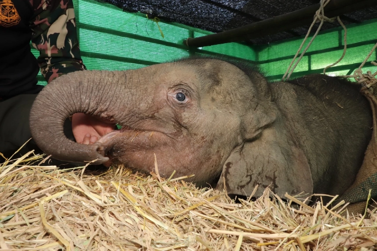 ส่งน้อง "ขวากรัก" ลูกช้างป่า โดนบ่วงรัด ให้ทาง "สวนนงนุชพัทยา" ดูแลรักษาต่อ