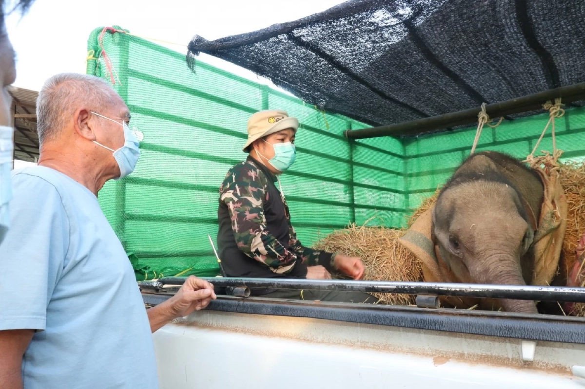 ส่งน้อง "ขวากรัก" ลูกช้างป่า โดนบ่วงรัด ให้ทาง "สวนนงนุชพัทยา" ดูแลรักษาต่อ