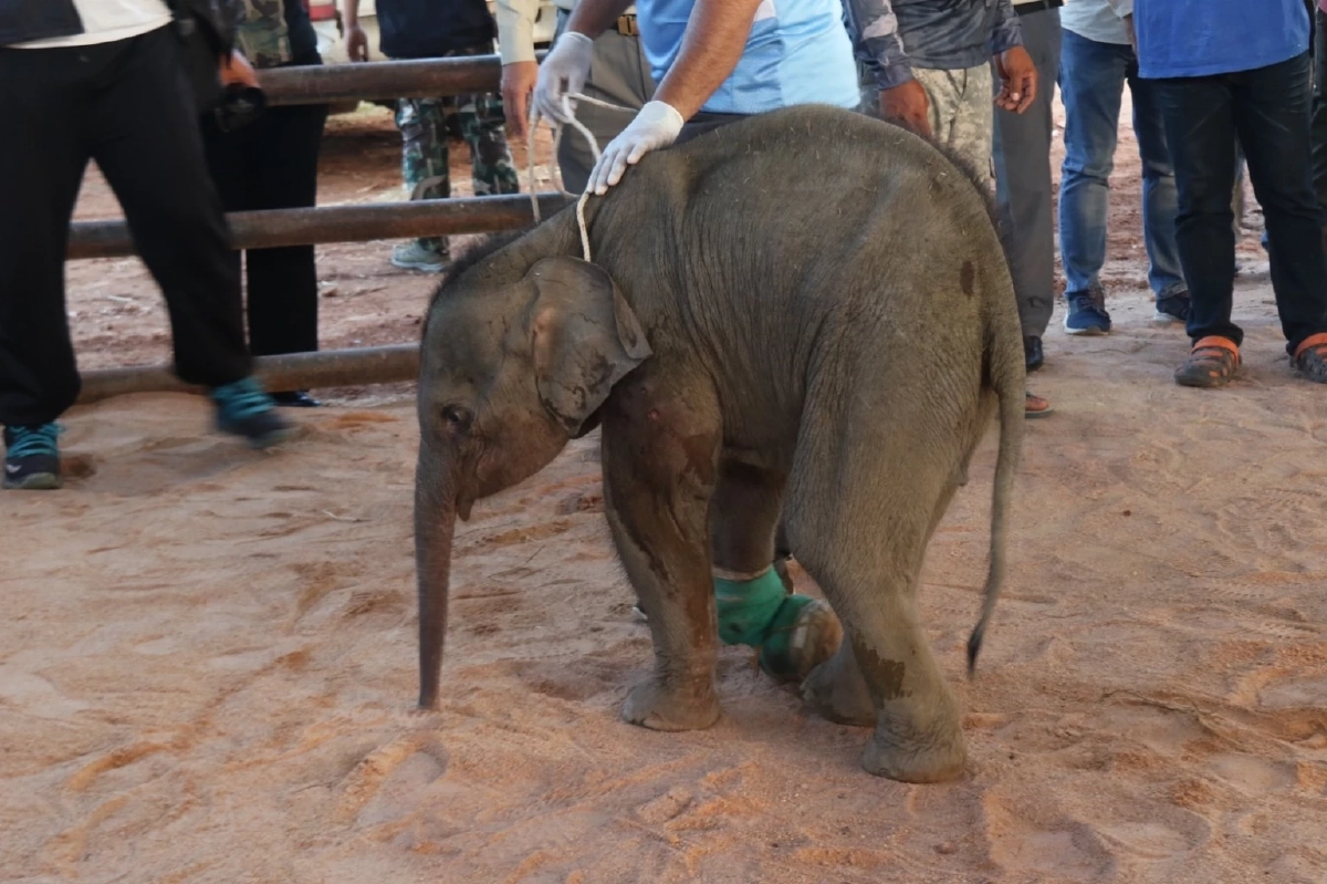 ส่งน้อง "ขวากรัก" ลูกช้างป่า โดนบ่วงรัด ให้ทาง "สวนนงนุชพัทยา" ดูแลรักษาต่อ