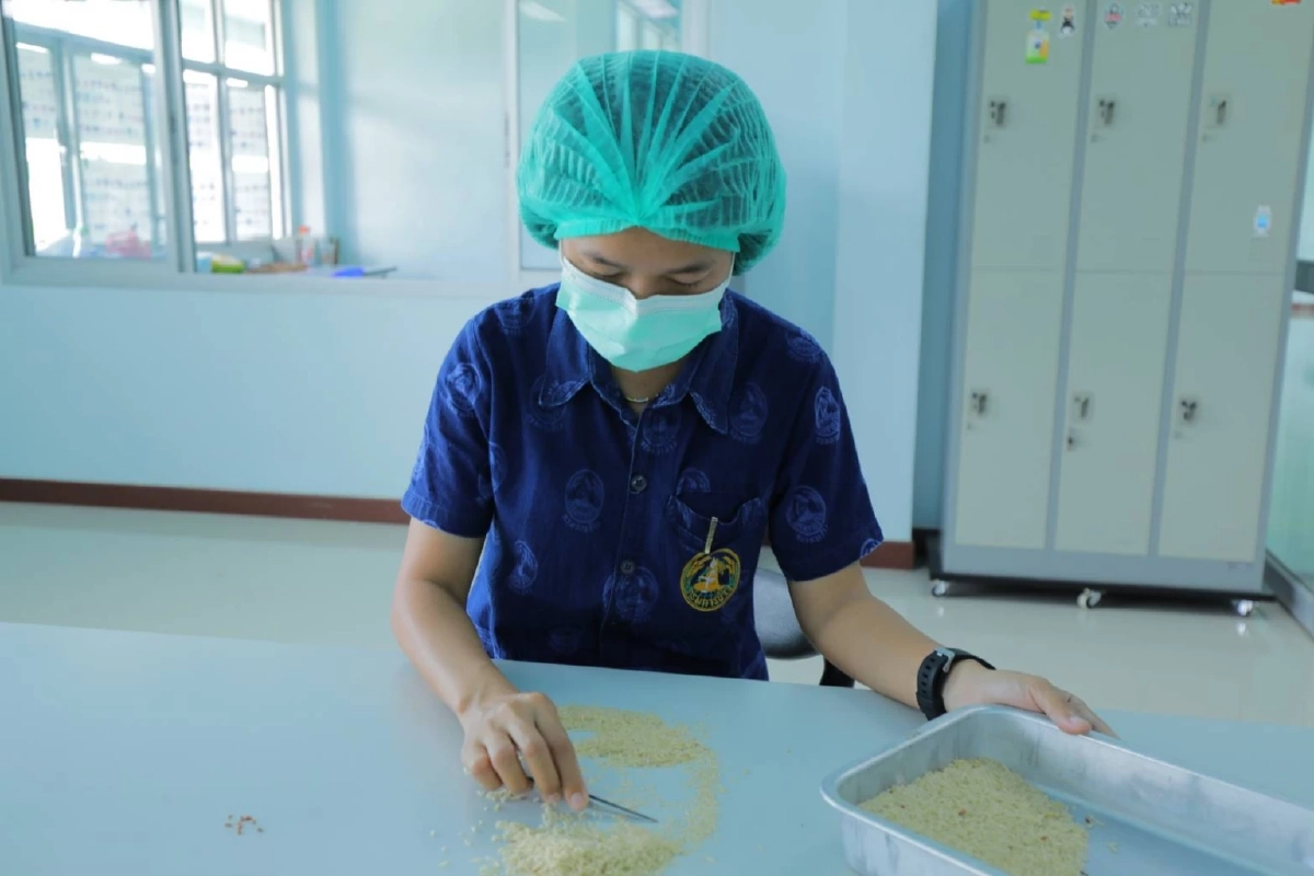 ศูนย์เมล็ดพันธุ์ข้าวบุรีรัมย์หนุนเกษตรกรผลิต "เมล็ดพันธุ์ข้าว" หอมมะลิ