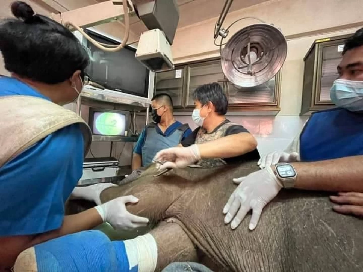 ช้างน้อย "ฟ้าใส" ผ่าตัดเอากระสุนออกแล้ว อาการปลอดภัย