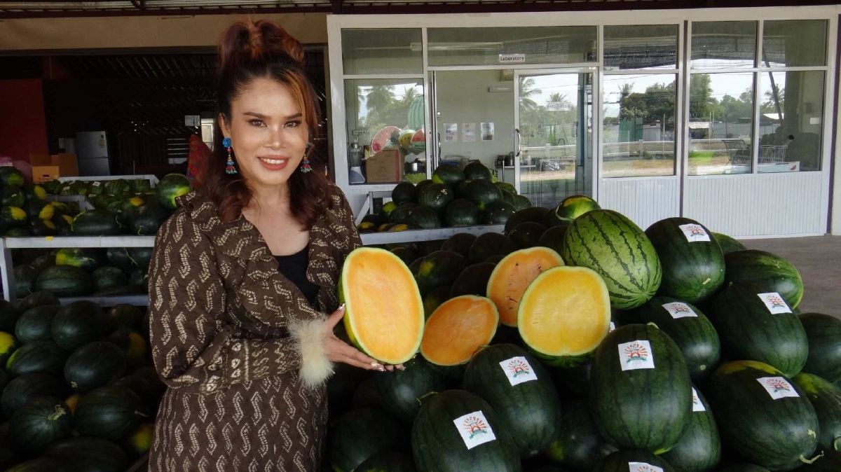 แตงโมโอะฮิซามะ แตงโมไทย เตรียม "ส่งออก" ญี่ปุ่น