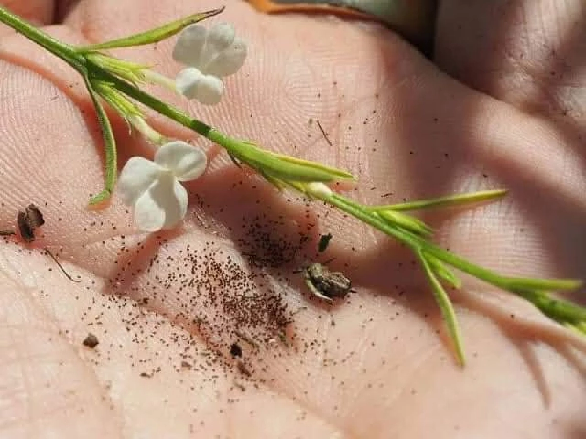 ไม่น่ารักนะคะ "หญ้าแม่มด" อย่าหาทำ ปลูกวัชพืชร้ายกาจ ภัยร้ายทำลายทุ่งนา