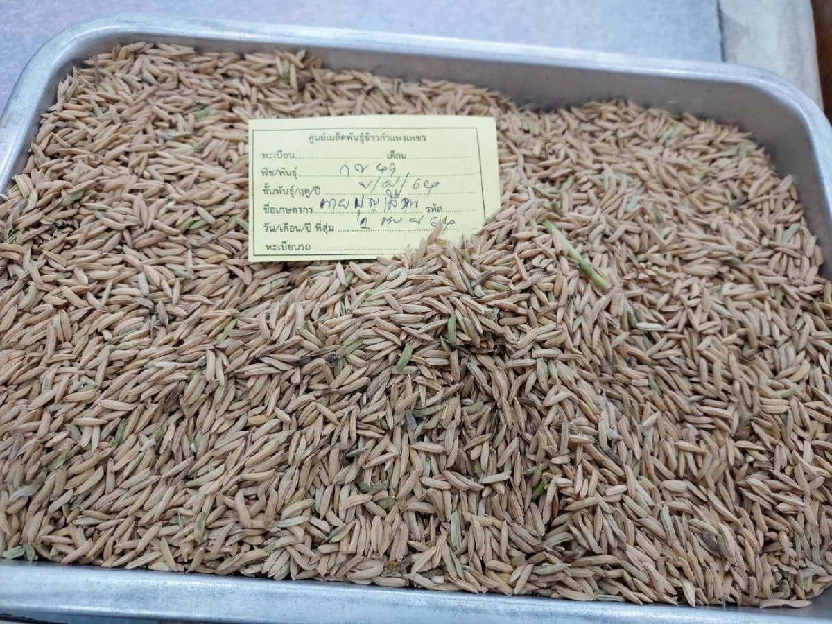 ส่งเสริมการผลิต “เมล็ดพันธุ์ดี” คุณภาพมาตรฐาน สร้างรายได้มั่นคงสู่เกษตรกร