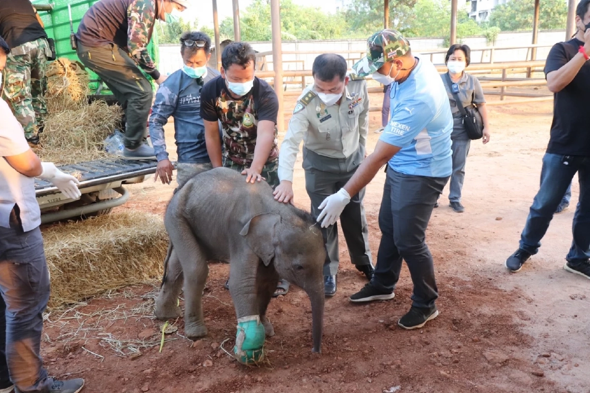 ส่งน้อง "ขวากรัก" ลูกช้างป่า โดนบ่วงรัด ให้ทาง "สวนนงนุชพัทยา" ดูแลรักษาต่อ
