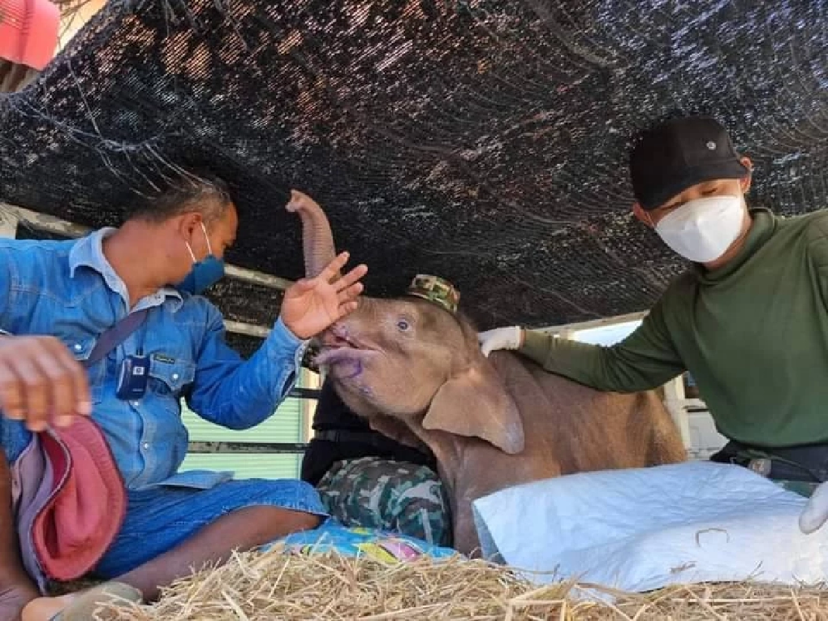 ช้างน้อย "ฟ้าใส" ผ่าตัดเอากระสุนออกแล้ว อาการปลอดภัย