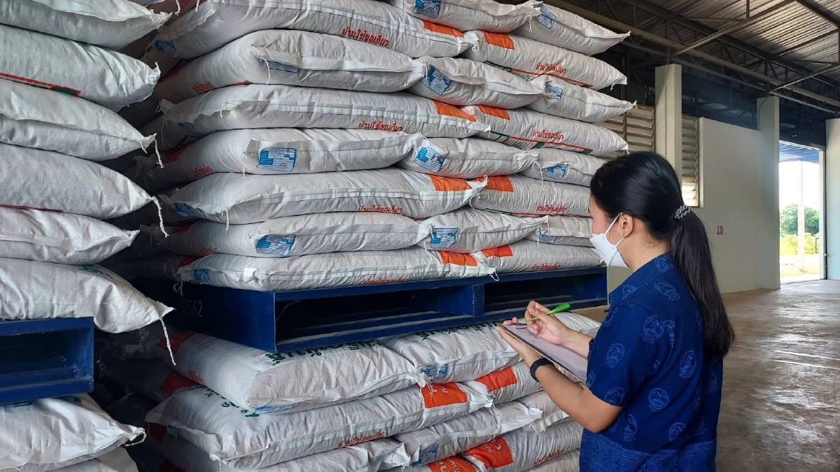 ศูนย์เมล็ดพันธุ์ข้าวบุรีรัมย์หนุนเกษตรกรผลิต "เมล็ดพันธุ์ข้าว" หอมมะลิ