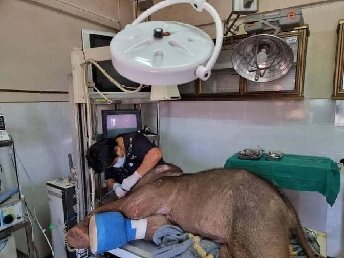 ช้างน้อย "ฟ้าใส" ผ่าตัดเอากระสุนออกแล้ว อาการปลอดภัย