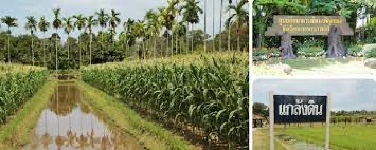 “วันดินโลก” โดยยูเนสโก จากพระอัจฉริยภาพ ร.9 กับการแก้ปัญหาดินเสื่อมโทรม