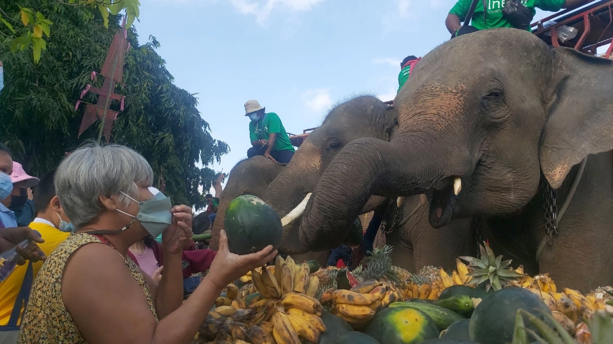 "บุฟเฟ่ต์น้องช้าง" เมืองสุรินทร์ หนูขอหม่ำก่อน ฝรั่ง-ไทย แห่เลี้ยงอาหาร