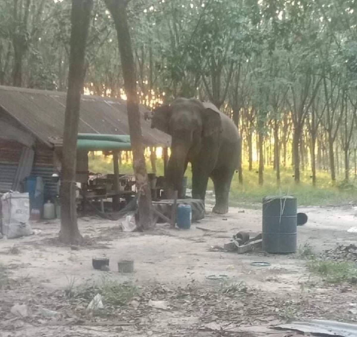 ผวา "ช้างป่า" พังกระท่อมเฝ้าสวนยาง อยู่ต่อก็กลัวจะไม่ปลอดภัย (คลิป)