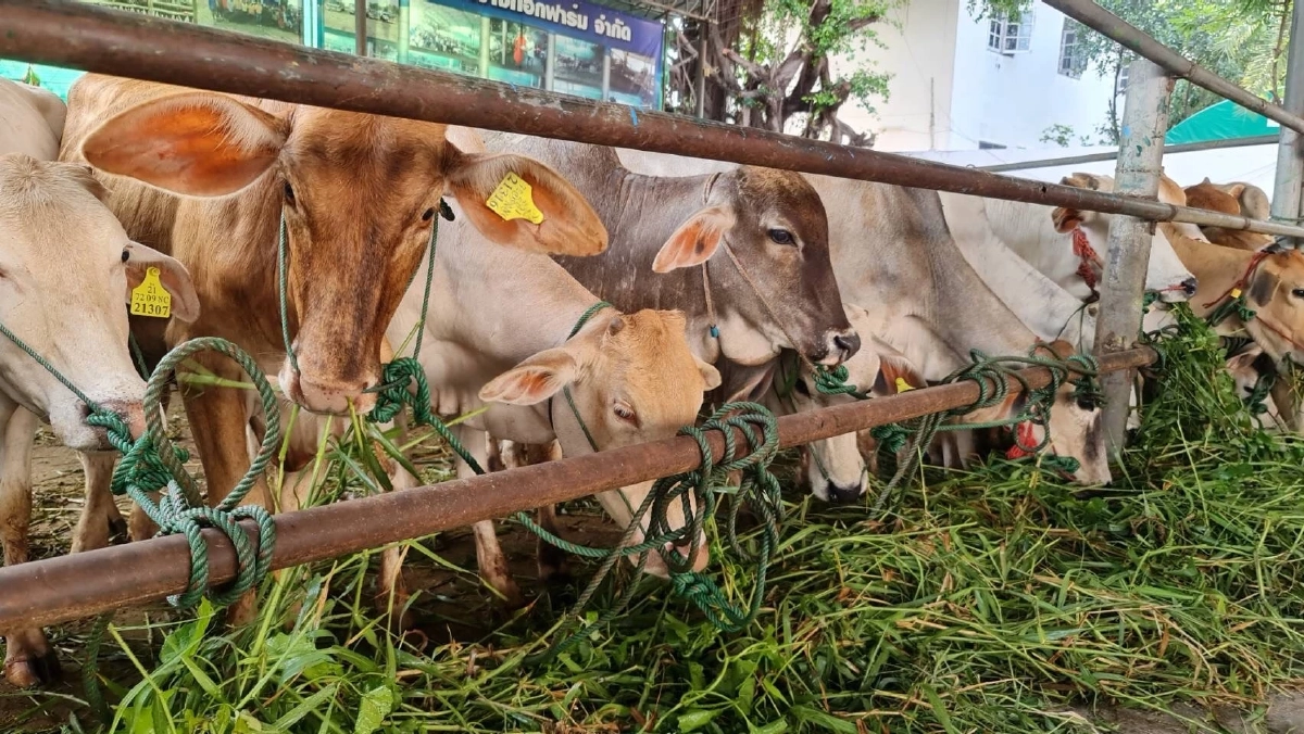 เรื่องเล่าคนถูกหวย "เลขอ่างน้ำมนต์" อาศรมฤๅษีเณร "ท้าวเวสสุวรรณเก้าหน้า"