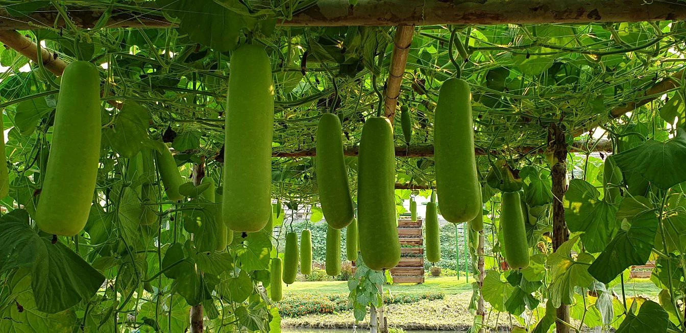 ทำนาปรังมีแต่ซังกับหนี้ ทำนาปีมีแต่หนี้กับซัง ไม่ทำนาปรังแล้วจะปลูกอะไร