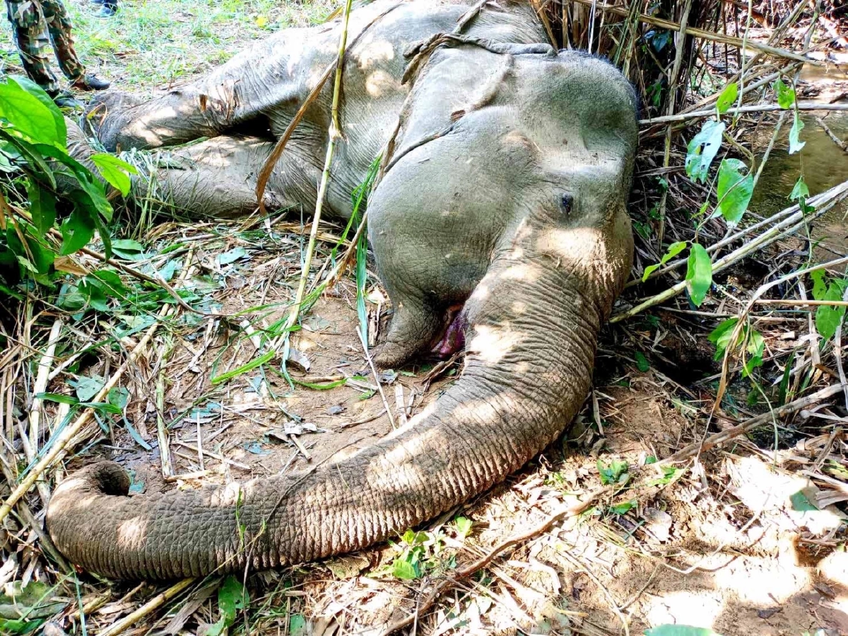 "คุณปู่ป่าละอู" ล้มอย่างสงบ นำกระสุนปืนออก เร่งหาคนยิงช้างมาดำเนินคดี