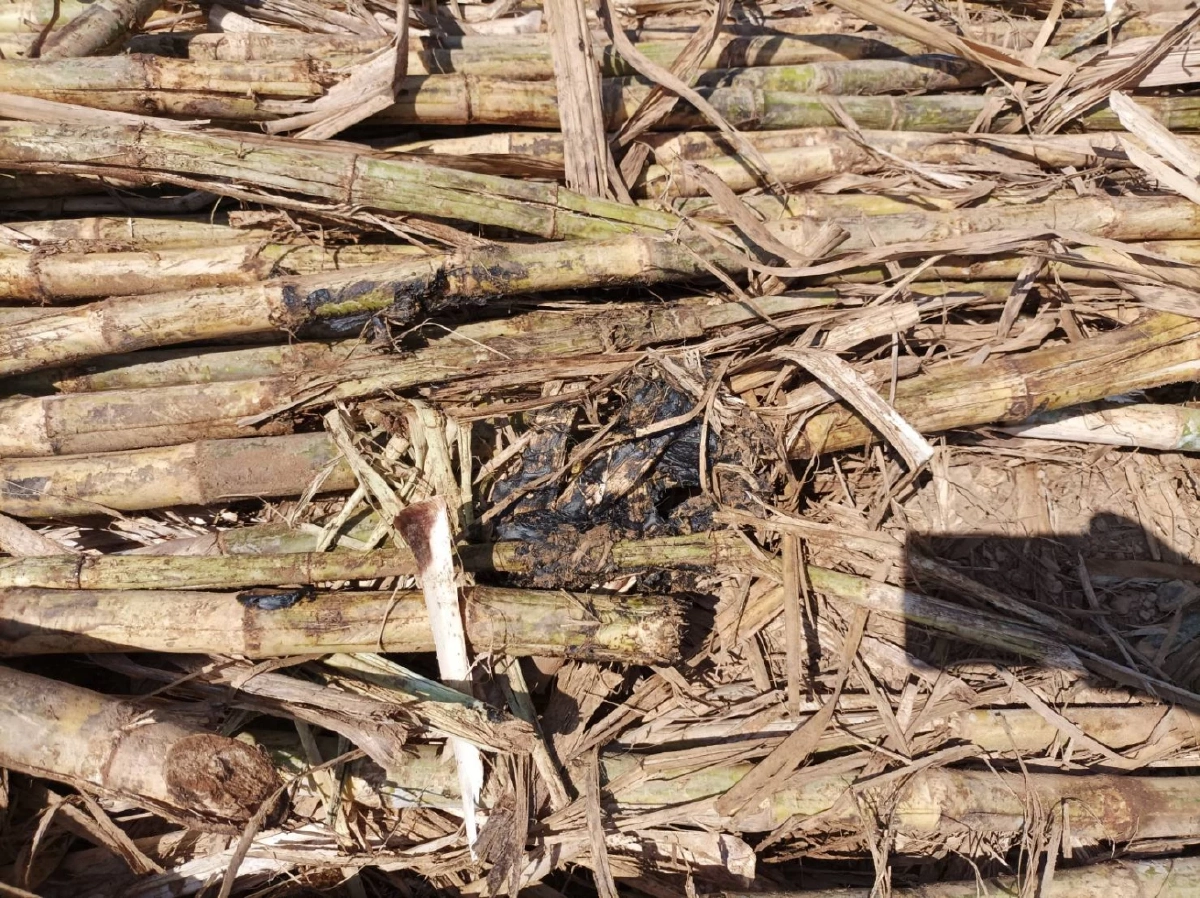 เร่งตามหา "ช้างป่าเขาอ่างฤาไน" ตกลูกกลางไร่อ้อย อ.กบินทร์บุรี จ.ปราจีนบุรี