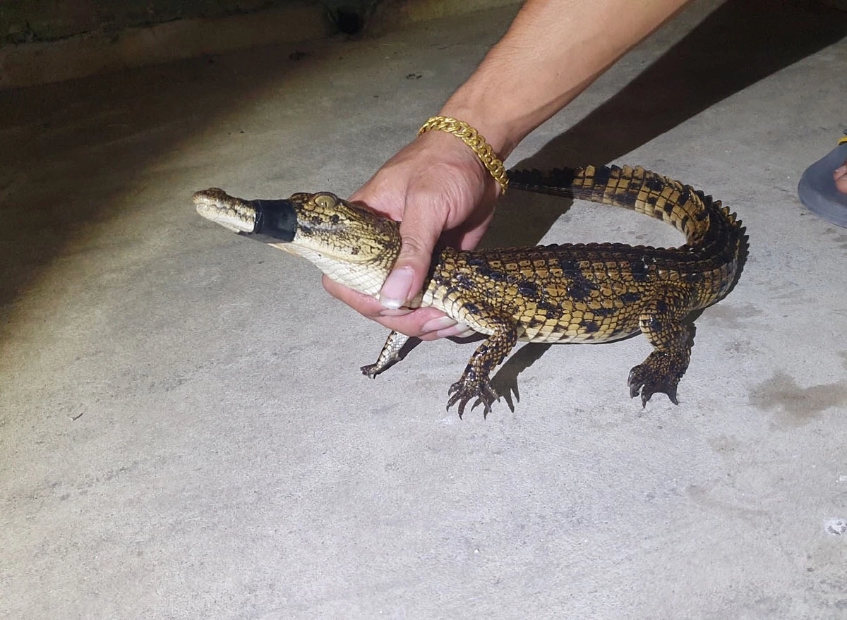 นั่งตกเบ็ดได้ "ลูกจระเข้" แจ้งเจ้าหน้าที่ มารับตัวกลับไปด้วย