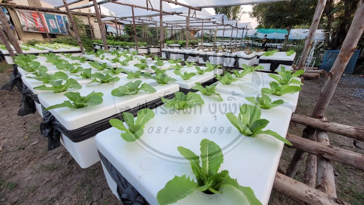 ของขึ้น ! "แมงปอ ชลธิชา" ร่ายยาวหลังถูกนินทาใช้ชีวิตไร้ศักดิ์ศรี