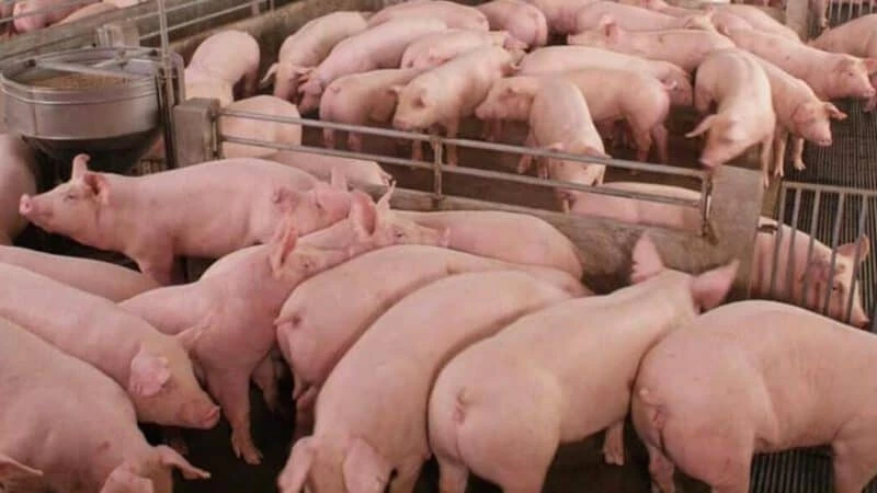 "หมูแพง" เรื่องหมูๆพูดเบาๆก็เจ็บ มีอะไรไม่บอกประชาชนบ้าง โดย ขุนเกษตรพิเรน