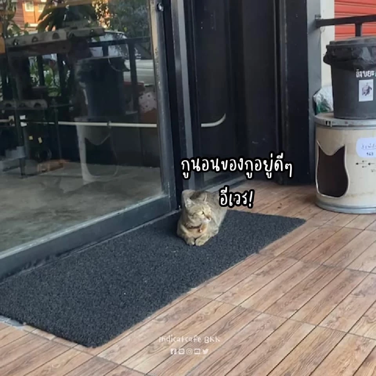 แมว, คาเฟ่แมว, อุ้มแมว, ขนส่ง