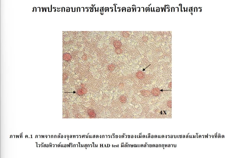ภาพจาก มาตรฐานสินค้าเกษตร กระทรวงเกษตรฯ ในการชันสูตรโรคอหิวาต์แอฟริกาในสุกร  