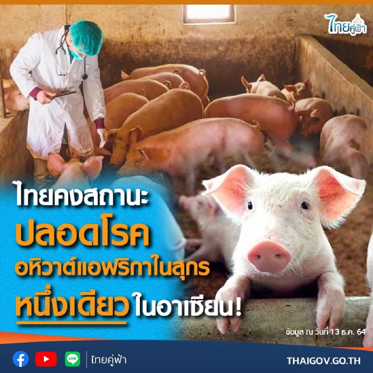 เบื้องหลังรางวัลหมูปลอดโรคอหิวาต์แอฟริกาในหมู ทว่าตอนนี้"ปศุสัตว์โดนเท"