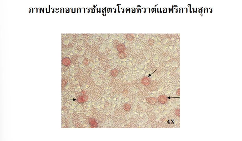 "หมูแพง" เรื่องหมูๆพูดเบาๆก็เจ็บ มีอะไรไม่บอกประชาชนบ้าง โดย ขุนเกษตรพิเรน