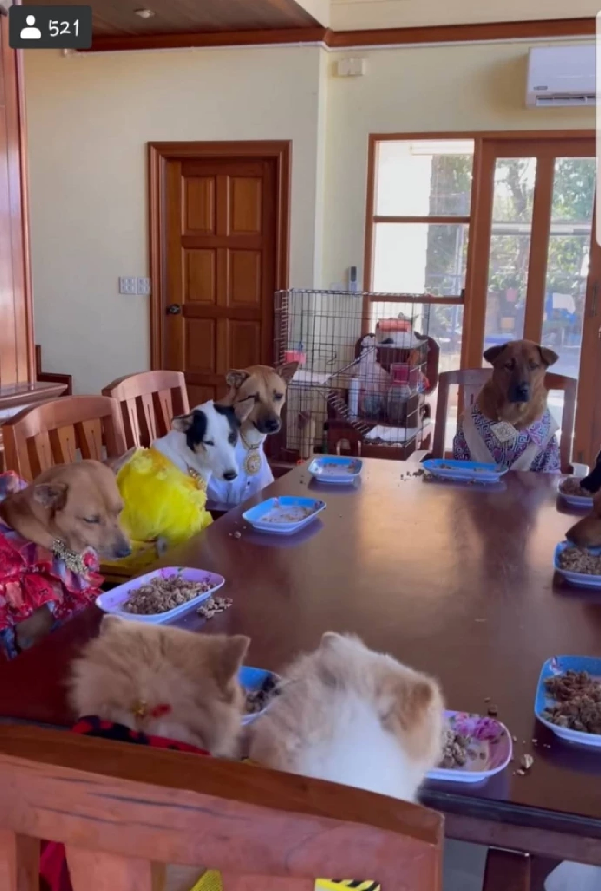 แห่แชร์ "น้องหมา" แต่งตัวจัดเต็ม นั่งกินข้าวโต๊ะอาหาร เป็นระเบียบ น่าเอ็นดู