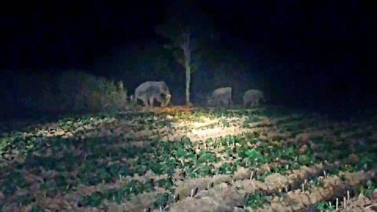 เร่งตามหา "ช้างป่าเขาอ่างฤาไน" ตกลูกกลางไร่อ้อย อ.กบินทร์บุรี จ.ปราจีนบุรี