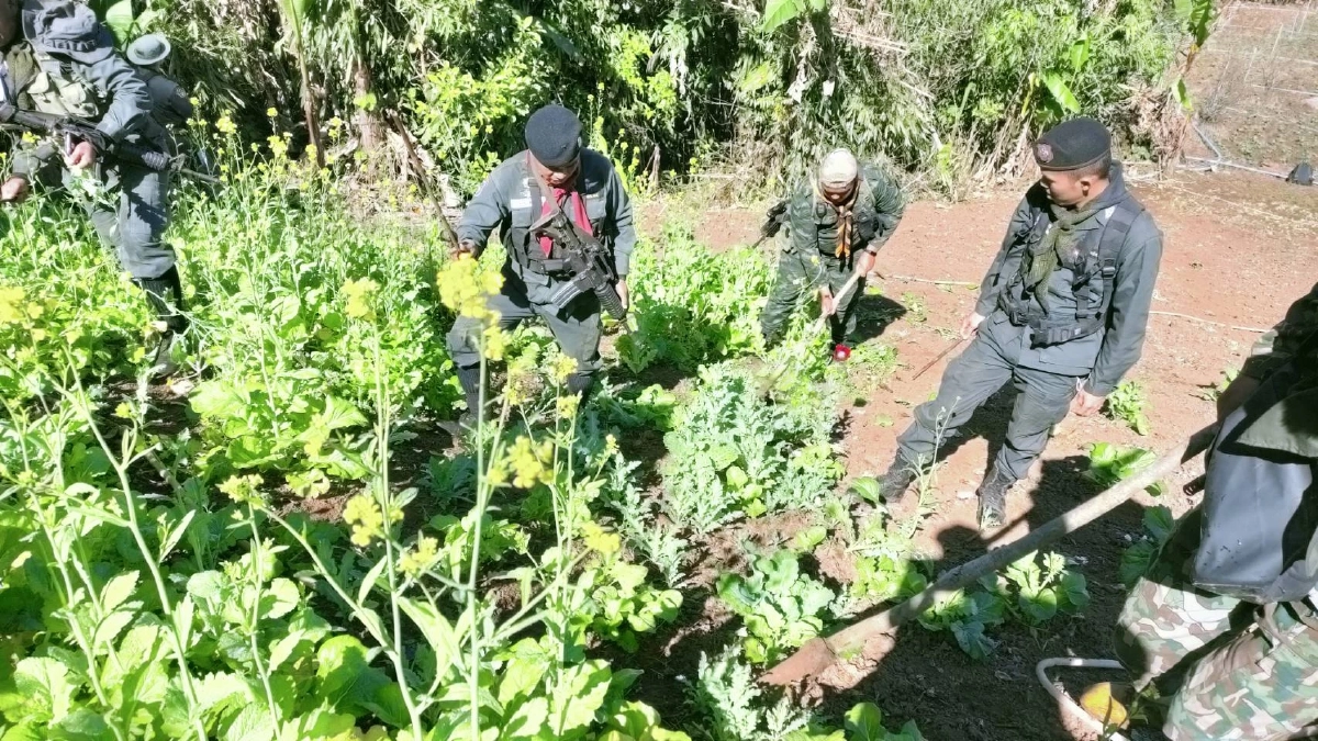 ปราบไม่หมด เจ้าหน้าที่ อช.สนธิกำลัง ตชด. ตัดทำลายไร่ฝิ่นเขตอุ้มผาง