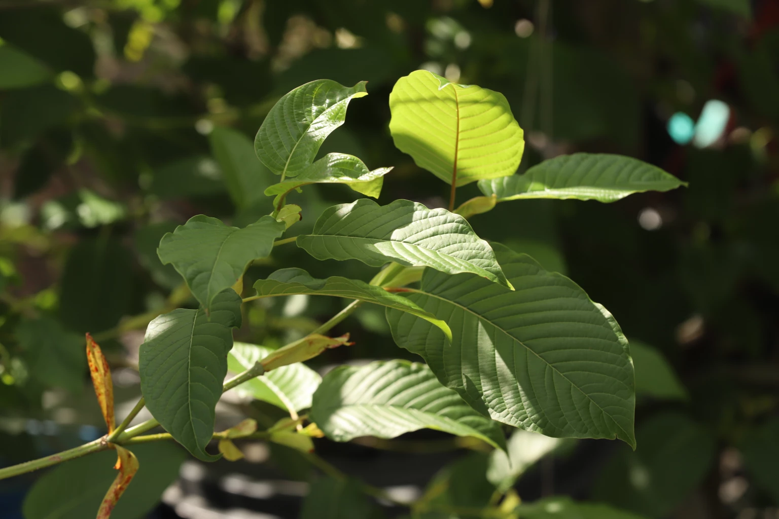 พืชกระท่อม ได้รับการปลดล็อค ปรุงอาหารแปรรูปได้แต่ต้องได้รับอนุมัติจากอย. ประกาศลงราชกิจจาฯแล้ว 