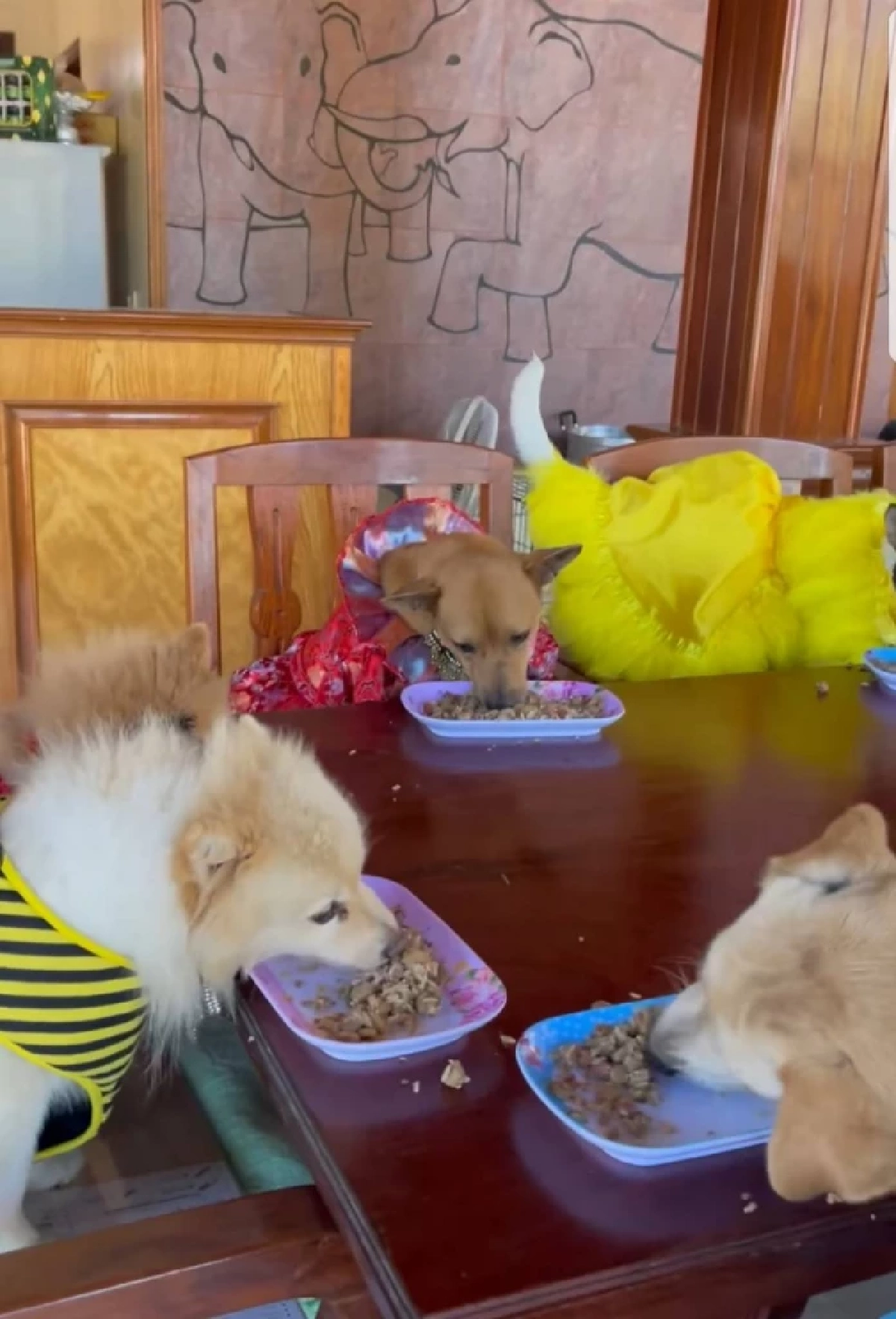 แห่แชร์ "น้องหมา" แต่งตัวจัดเต็ม นั่งกินข้าวโต๊ะอาหาร เป็นระเบียบ น่าเอ็นดู