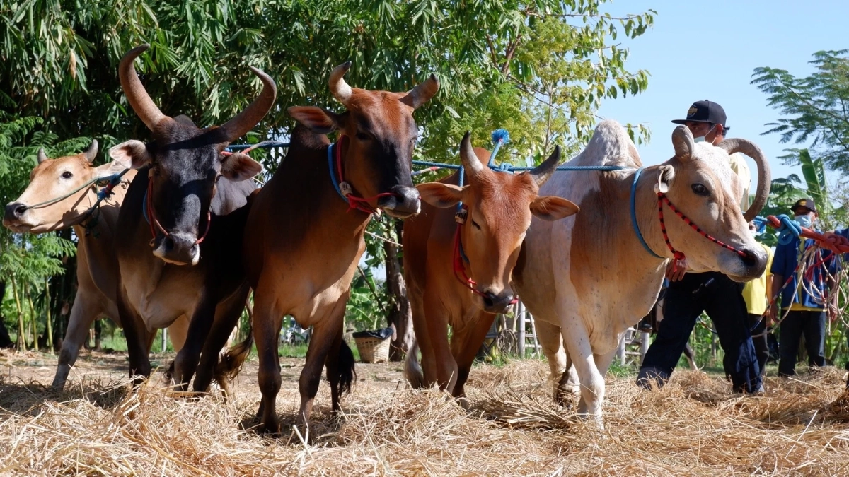 บุญลานข้าว ไหว้พระแม่โพสพ สืบสานภูมิปัญญาท้องถิ่น วิถีชีวิต "เพชรบุรี"
