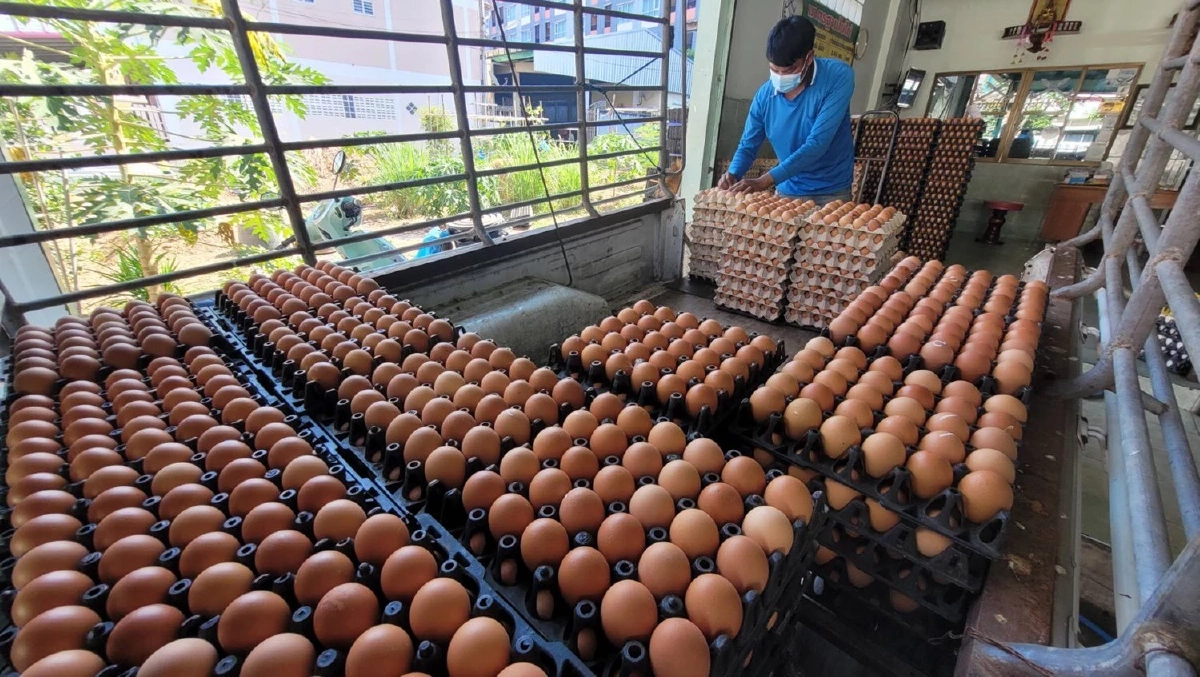 "ไข่ไก่" คาดจะแพงไปจนถึงเทศกาลสงกรานต์ เนื่องจากผลราคาอาหารสัตว์สูงขึ้น