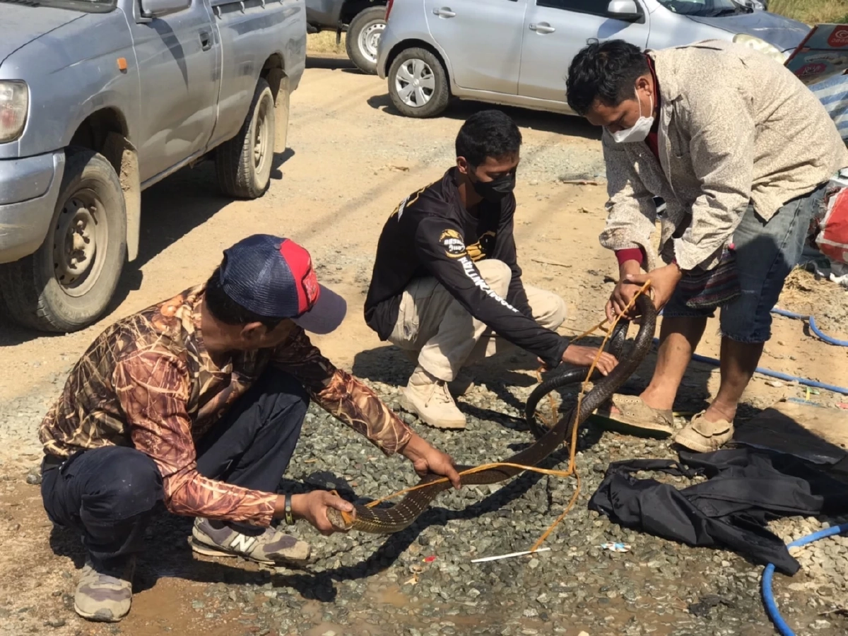 เลขเด็ดงวดนี้ 17/1/65 "งูจงอางยักษ์" คอหวยส่องเลขบ้าน โชคดีจับตัวได้ก่อน