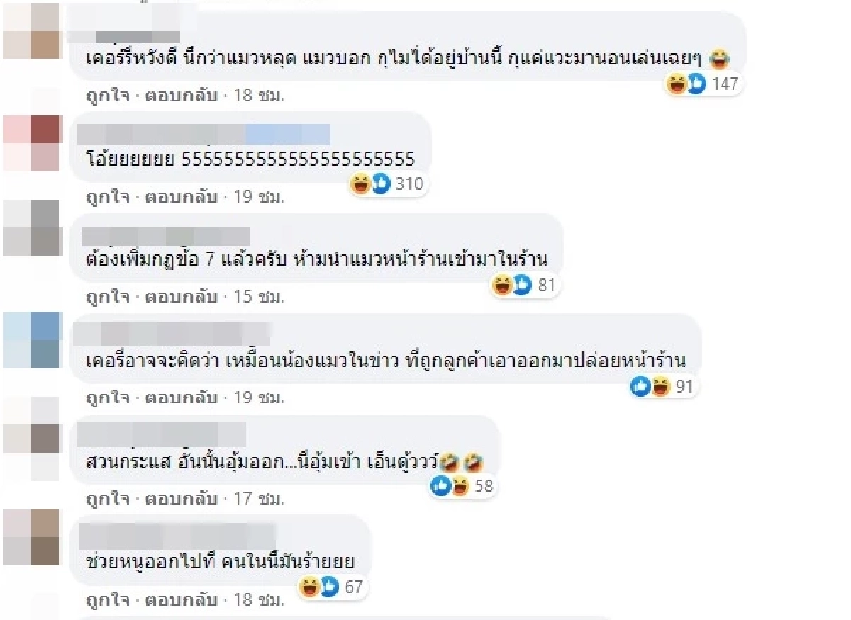 แมว, คาเฟ่แมว, อุ้มแมว, ขนส่ง