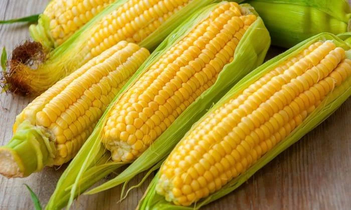 ทำนาปรังมีแต่ซังกับหนี้ ทำนาปีมีแต่หนี้กับซัง ไม่ทำนาปรังแล้วจะปลูกอะไร