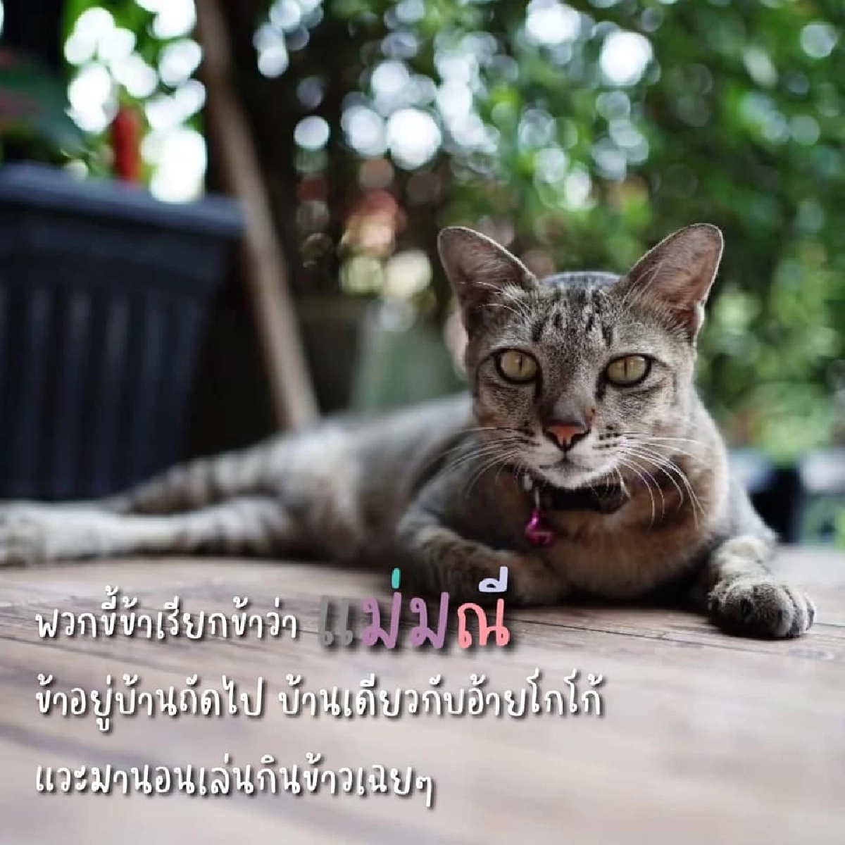 แมว, คาเฟ่แมว, อุ้มแมว, ขนส่ง