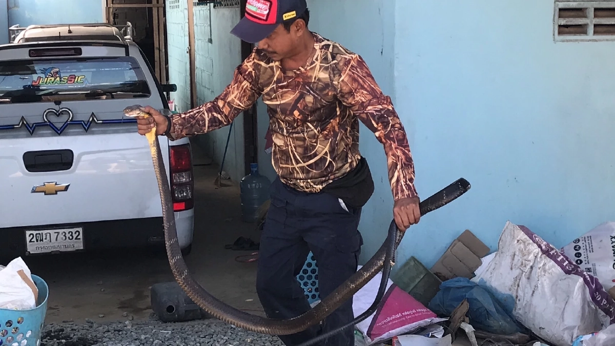 เลขเด็ดงวดนี้ 17/1/65 "งูจงอางยักษ์" คอหวยส่องเลขบ้าน โชคดีจับตัวได้ก่อน