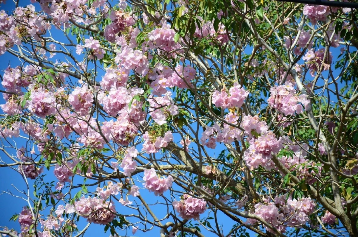 บานแล้ว "ชมพูพันธุ์ทิพย์" ที่ ม.เกษตร กำแพงแสน