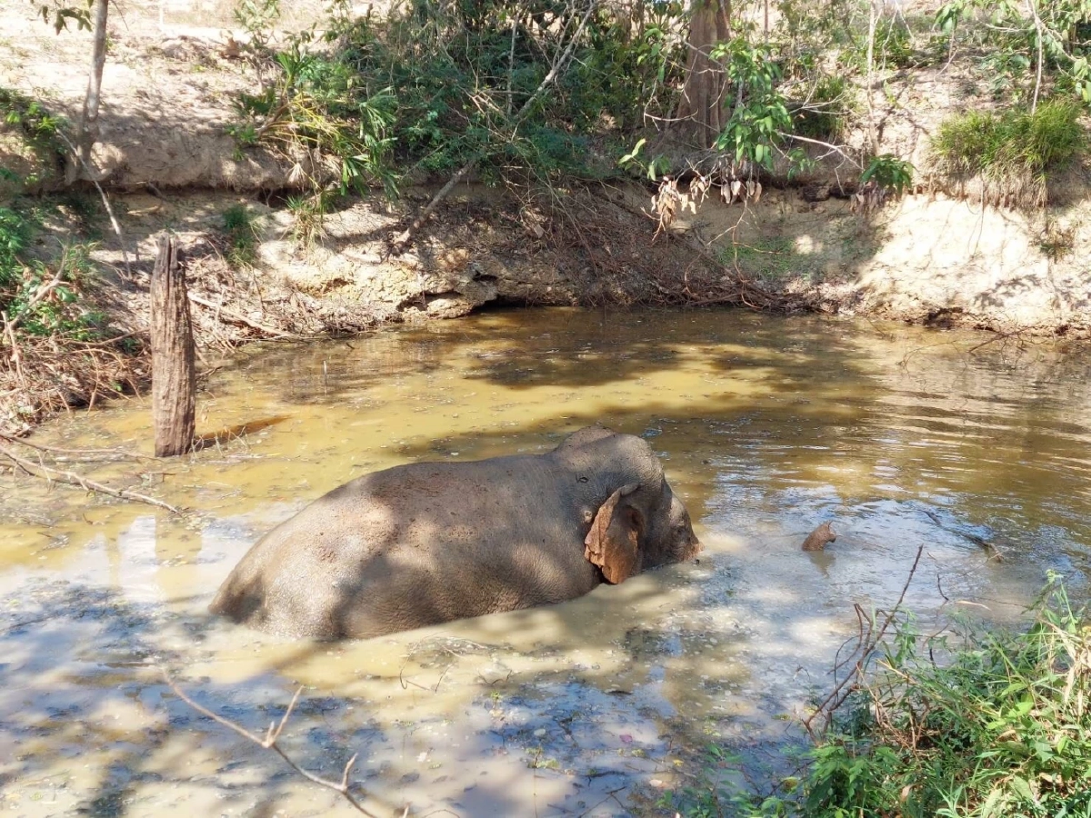 ดีใจกับ "พลายโค้ก" ช้างน้อยขวัญใจชาวบ้าน อาการดีขึ้น