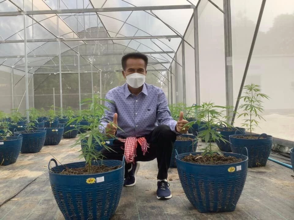 แปลงปลูกกัญชาเพื่อการแพทย์ของศุภชัย โพธิ์สุ ที่ตลาดพูนสุข 