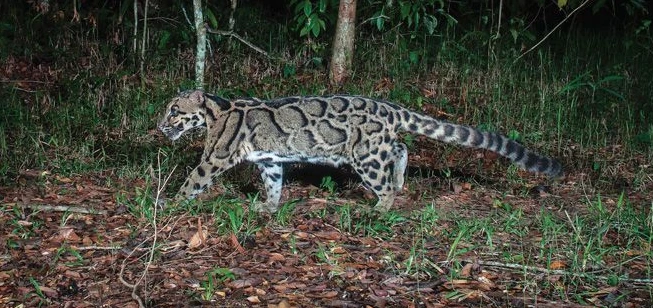 แมวลายหินอ่อน ( เครดิตภาพ ชุดปฏิบัติการเหยี่ยวดง ) 