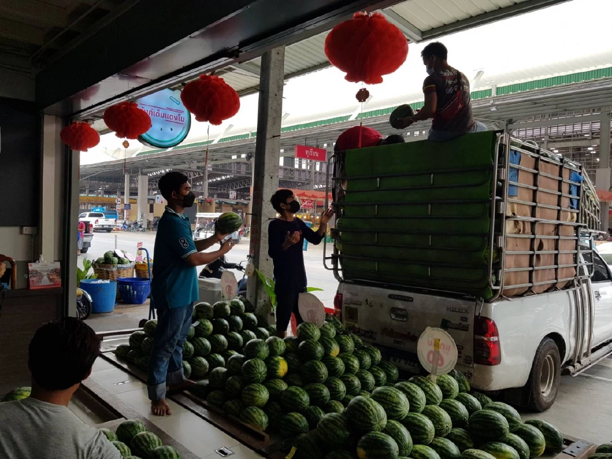 สุดอึ้ง อาชีพทีมโยนคัดแยก "แตงโม" รับวันละ 8 พัน สร้างรายได้หลักแสนต่อเดือน