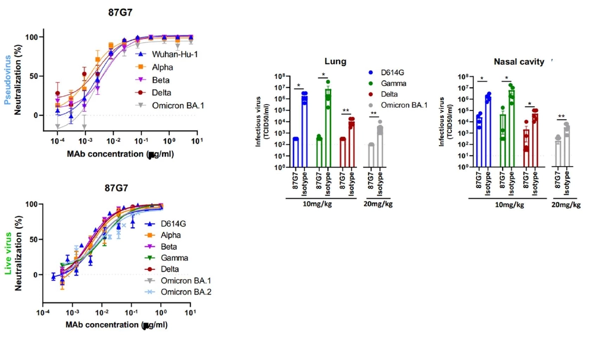 "แอนติบอดี 87G7" ความหวังใหม่ วิจัยพบ สู้ "โอไมครอน" และโควิดทุกสายพันธุ์