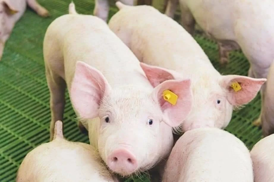 เมื่อหมูไม่กลัวน้ำร้อน "อธิบดีปศุสัตว์" สวนกลับ กมธ. ใครห้ามเคลื่อนย้ายหมู