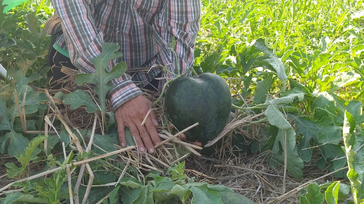 เกษตรกรร้องกวางชวนซื้อ แตงโมรูปหัวใจ ส่งให้กันแทนความรัก