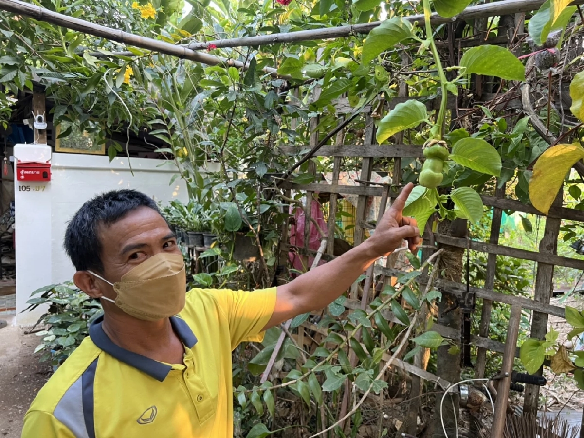 เขินเลย ปลูก "เสาวรส" แต่ลูกออกคล้าย "ปลัดขิก"