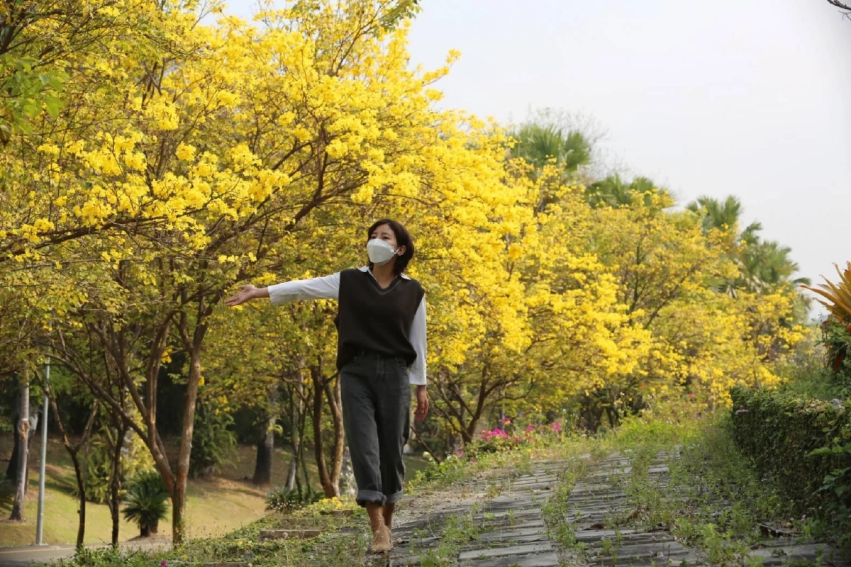 น่าชม "เหลืองอินเดีย" บานสะพรั่งเต็มสวน "อุทยานหลวงราชพฤกษ์"