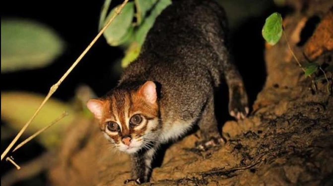 แมวป่าหัวแบน ( เครดิตภาพ earthraceconservation.org )